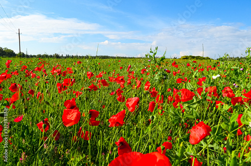 field of red poppies