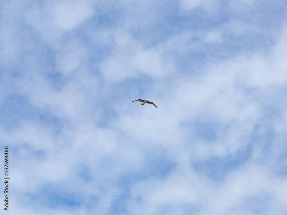 One single seagull flying alone against blue sky with thin wispy clouds. One single seagull flying alone against blue sky with thin wispy clouds.