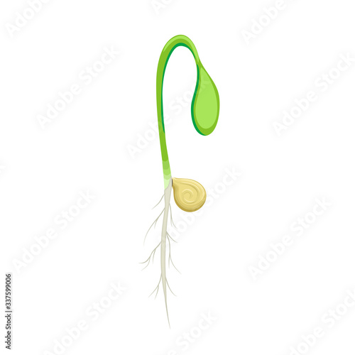 sprouting seed of vegetable. sprout with seed and roots isolated on white background. young green shoot illustration. spring seedling growth. Symbol of development. great for eco gardening logo.