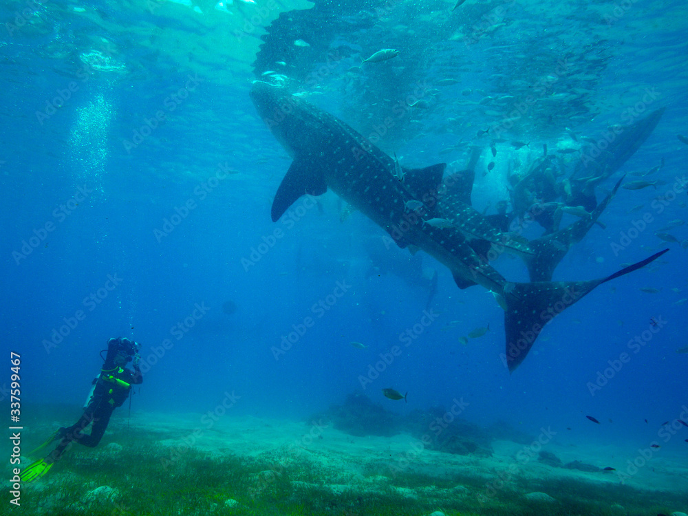 Fototapeta premium Whale shark in Oslob - Philippines