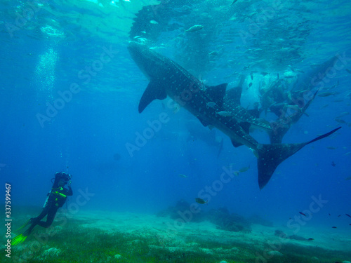 Whale shark in Oslob - Philippines © jenhung