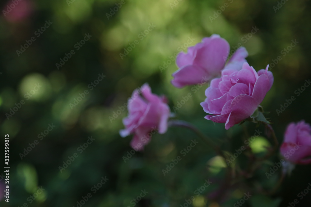 Fototapeta premium pink and purple flowers in the garden