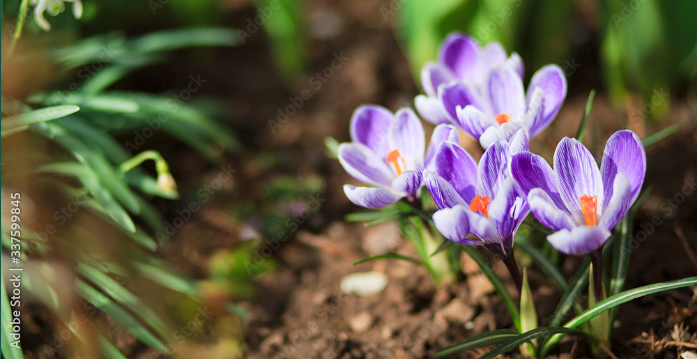 Close-up of a purple Crocus flowers isolated. Close-up of a purple Crocus flowers isolated.