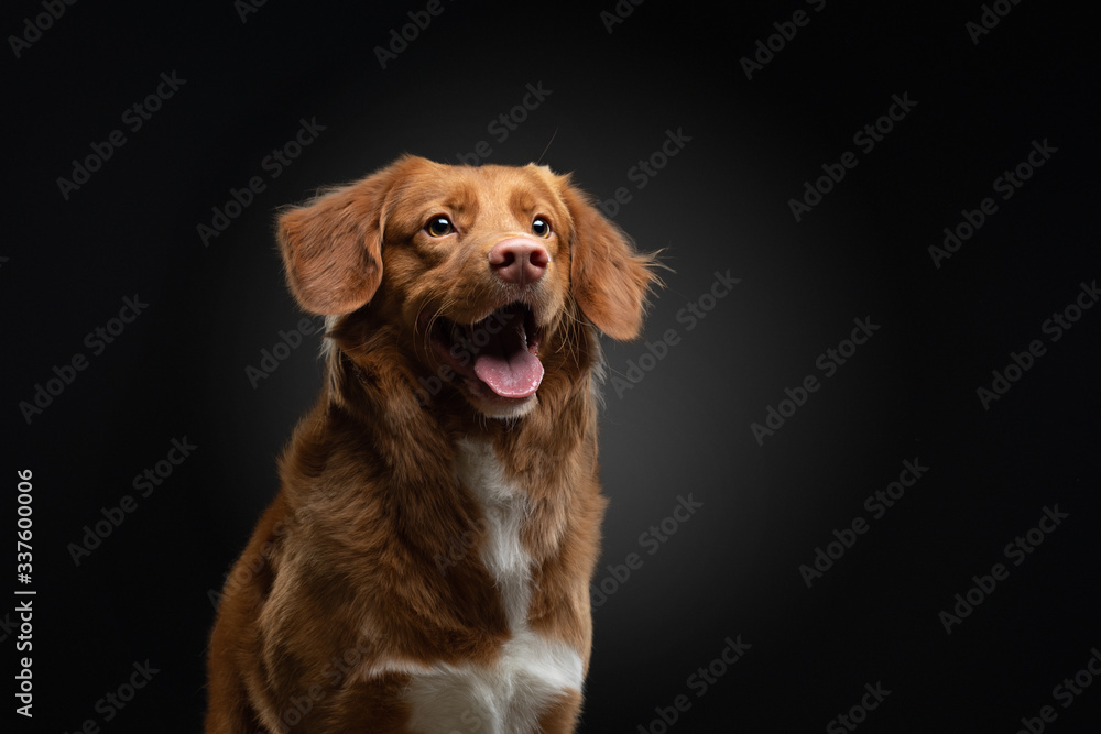 portrait of a dog on a dark background. Nova Scotia Retriever in the studio. Pet on black. 