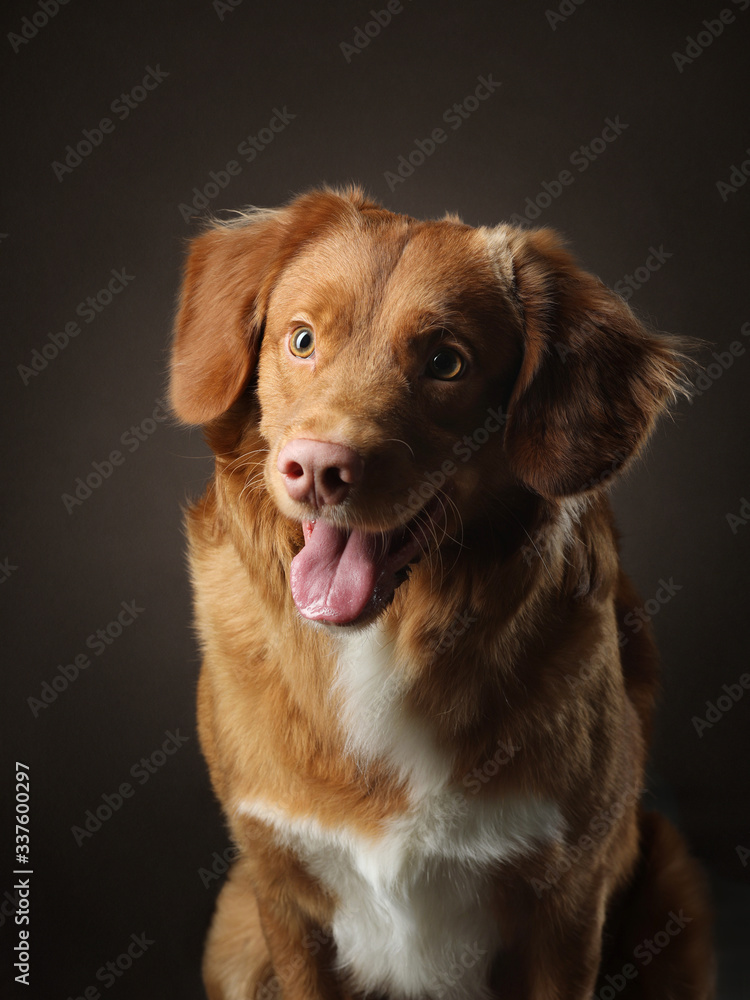 portrait of a dog on a dark background. Nova Scotia Retriever in the studio. Pet on black. portrait of a dog on a dark background. Nova Scotia Retriever in the studio. Pet on black.