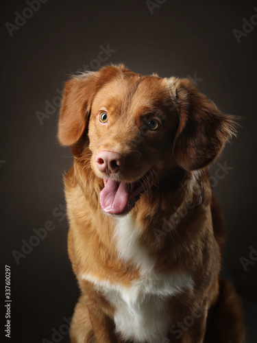portrait of a dog on a dark background. Nova Scotia Retriever in the studio. Pet on black.  © annaav