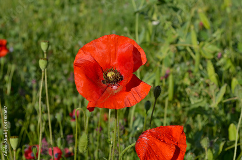 red poppy in the field
