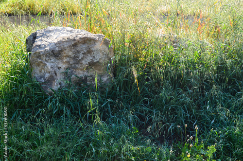 grass on a stone
