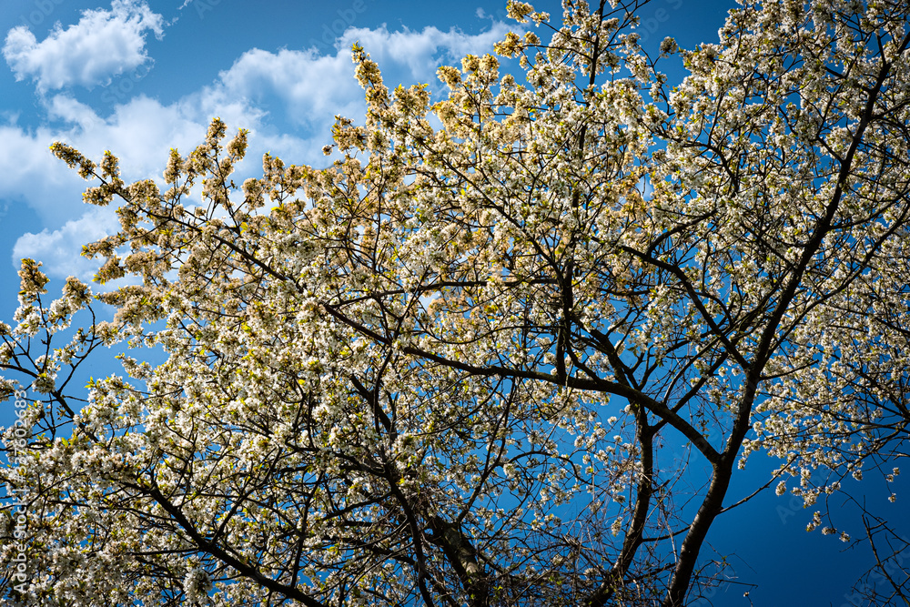 Baum in Blüte