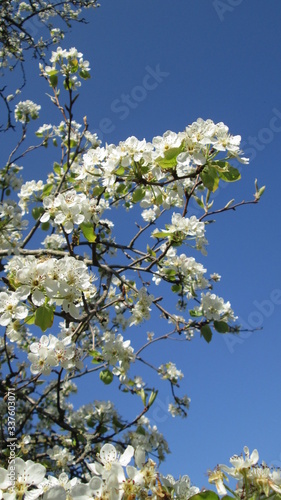 Fleurs de cerisier sur fond de ciel bleu