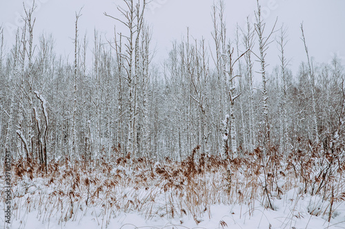 Wallpaper Mural snow, winter, forest, winter forest, pines, spruce, russia, north Torontodigital.ca