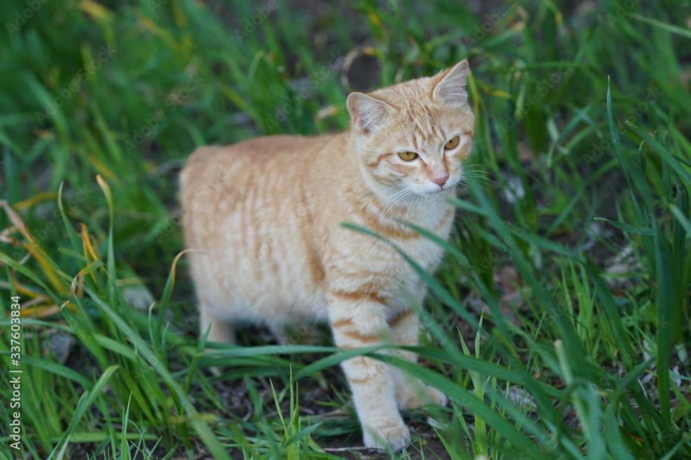 草むらの子猫 草むらの子猫