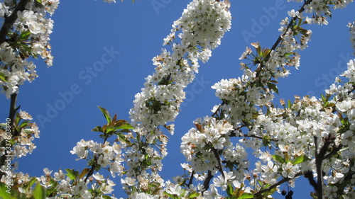 Fleurs de cerisier sur fond de ciel bleu