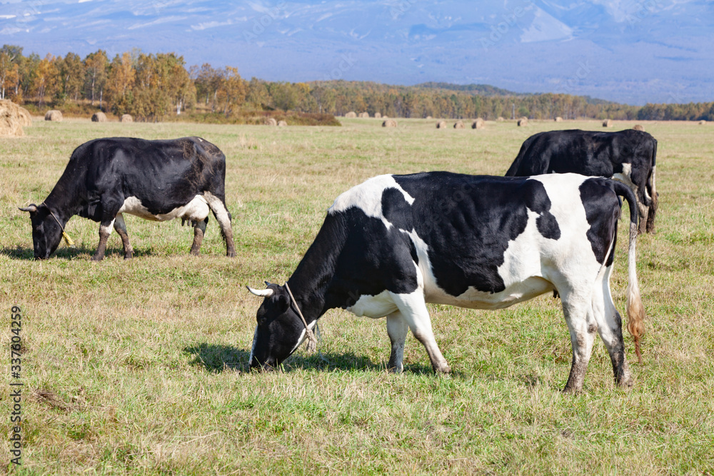 Cows graze in an autumn meadow before milking Russia