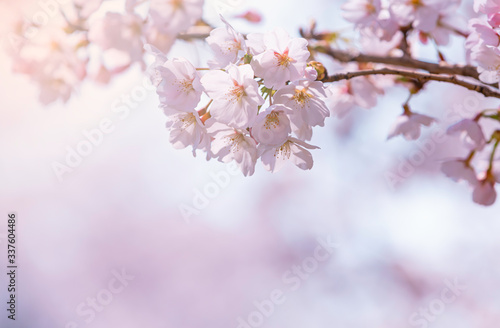 background with sakura spring cherry blossom