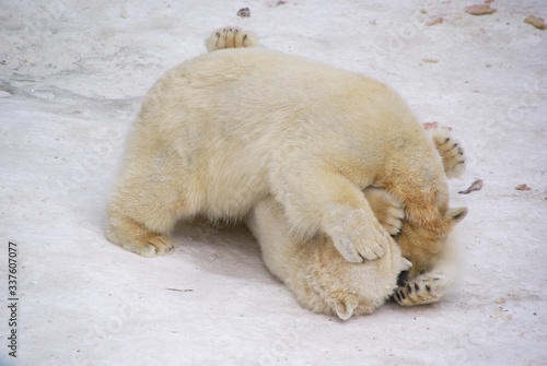 Two white bear cubs playing and tumbling in the snow close up