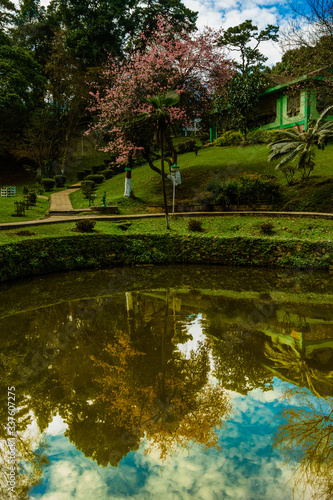 Autumn cherry blossom in himalayan state during november