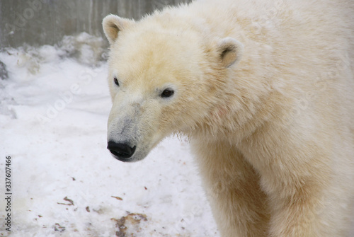 Muzzle of a polar bear close up