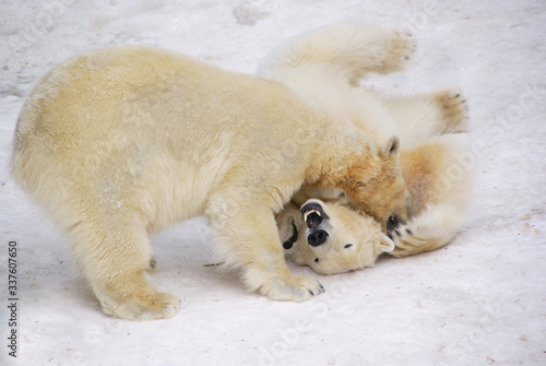 Two white bear cubs play in the snow Baring their fangs at each other