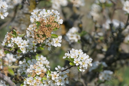 Blüten am Birnbaum © AndHub