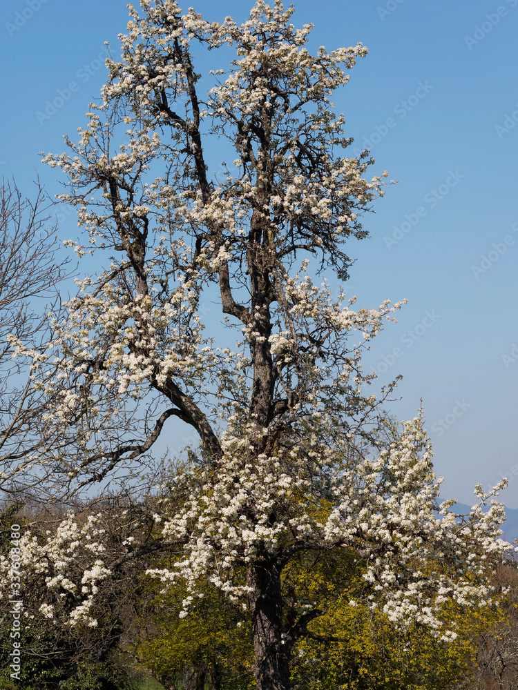 (Pyrus communis) Floraison printanière blanche et décorative du poirier commun au centre d'un verger sous un ciel bleu (Pyrus communis) Floraison printanière blanche et décorative du poirier commun au centre d'un verger sous un ciel bleu