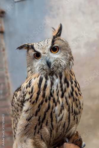 Eagle owl closeup