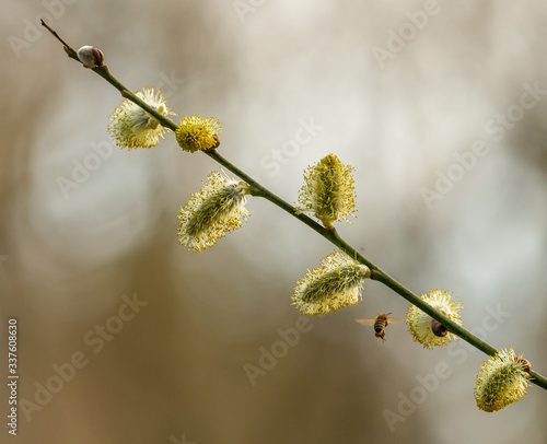 catkins on pussy willow in spring
