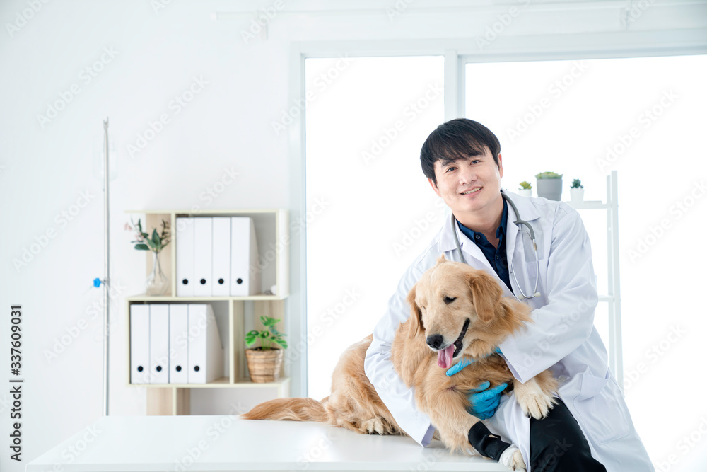 Veterinary concept. The vet is looking camera with the Golden Retriever dog. Sick Golden Retriever dog in the veterinary clinic.