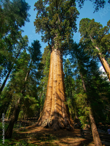 Majestic sequoia trees in Sequoia National Park, United States © Katarina