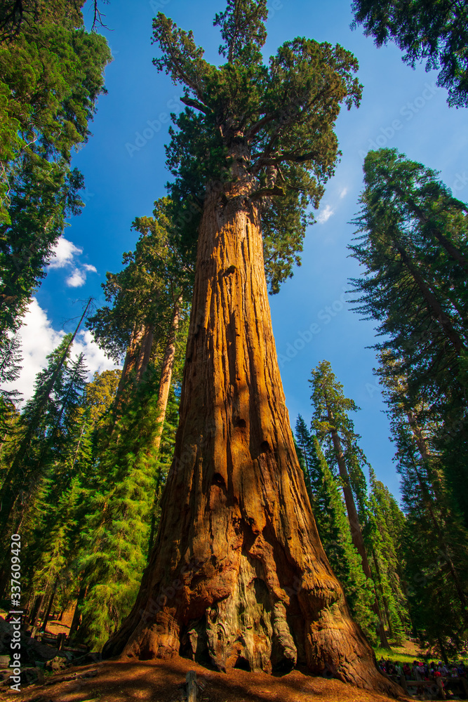 Majestic sequoia trees in Sequoia National Park, United States