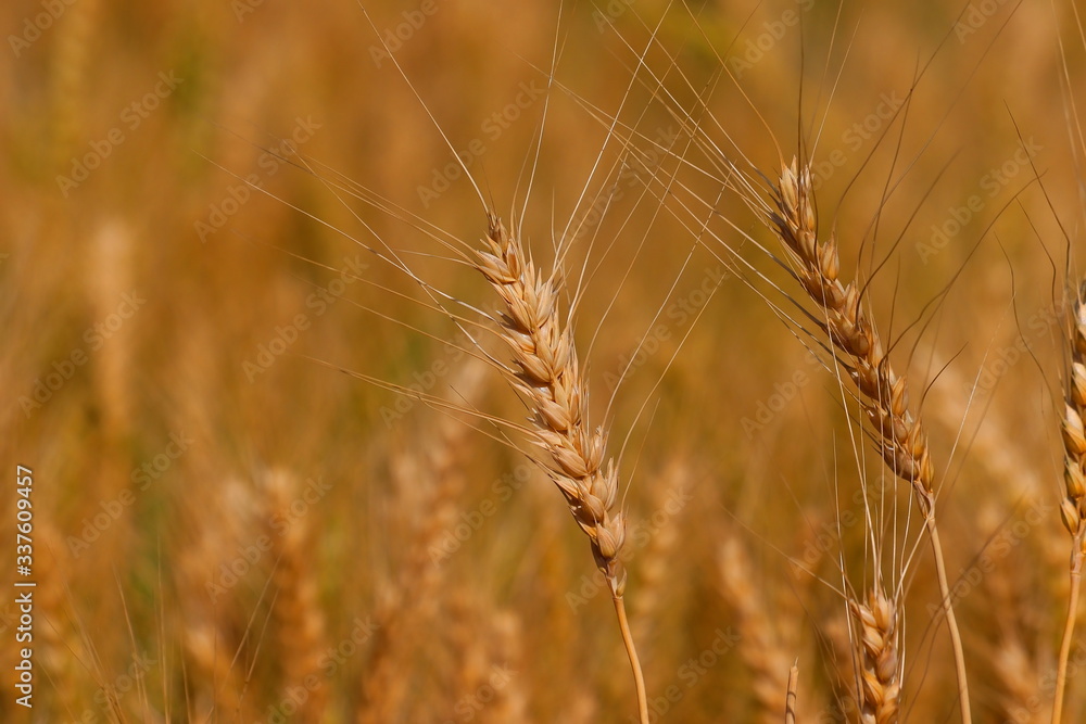 wheat or barley crop on closeup