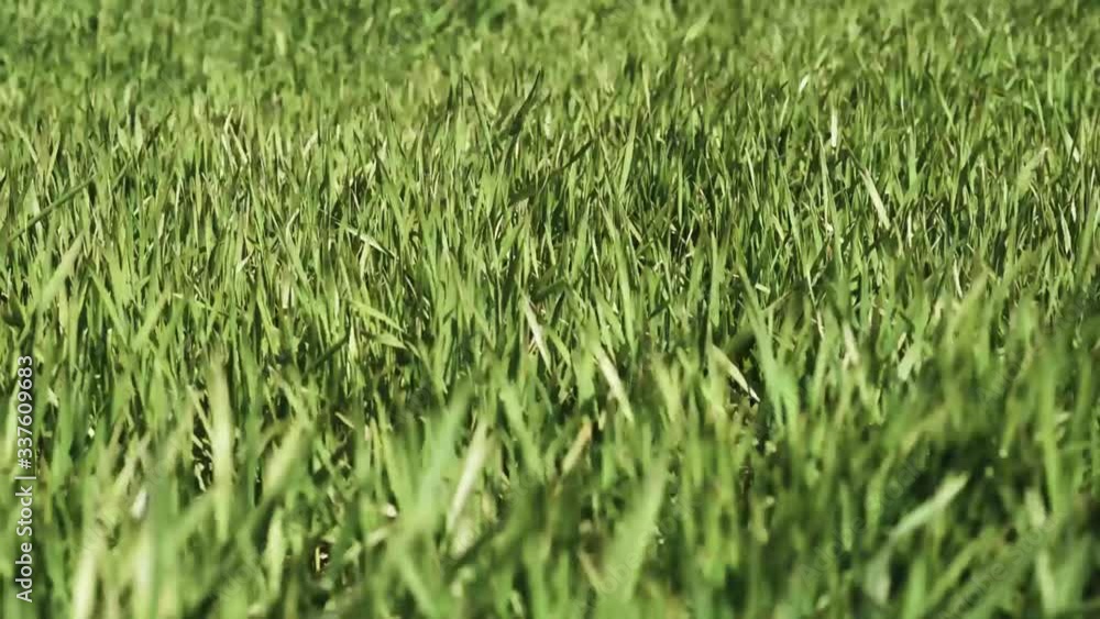green grass in the wind background green grass in the wind background
