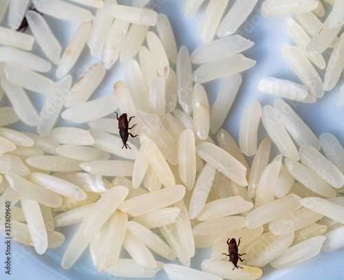 Jasmine rice grains close up with  rice weevil pest  or Sitophilus oryzae causing damage of rice quality during storage of rice grains after milling. photo