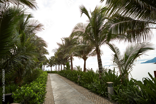 palm trees on the beach