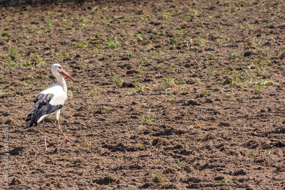 ein Weißstorch sucht Futter auf einem frisch gepflügtem Feld