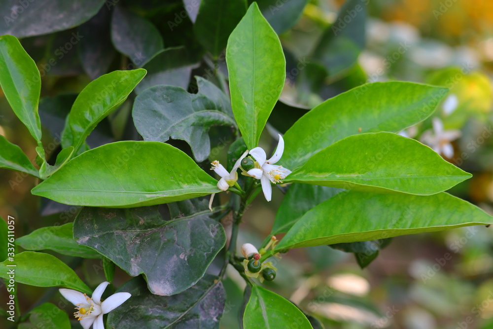 green lemon fruits and flowers growing on lemon tree in summer time green lemon fruits and flowers growing on lemon tree in summer time