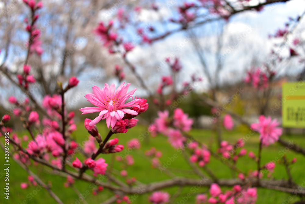 Image of Red peach blossom, cherry blossoms on background Image of Red peach blossom, cherry blossoms on background