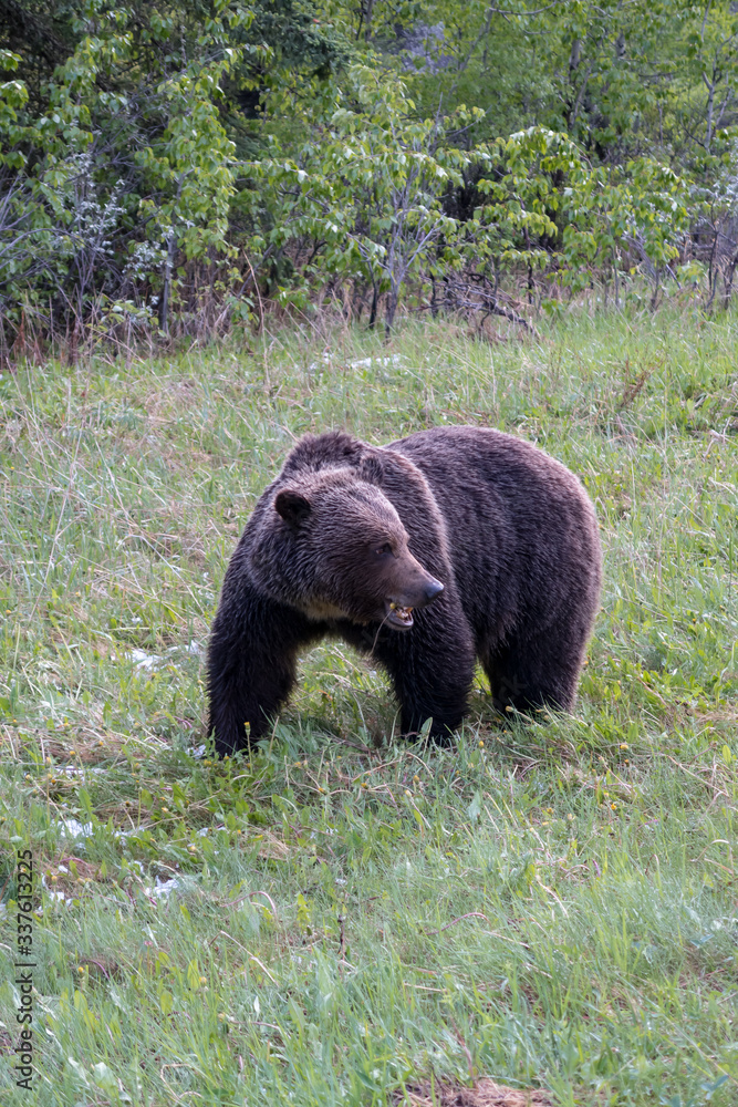 Brown bear northern Canada