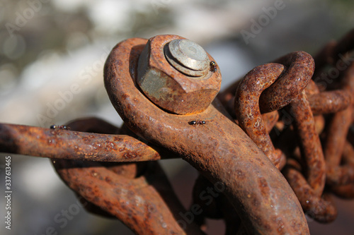 Ants on an old rusty chain