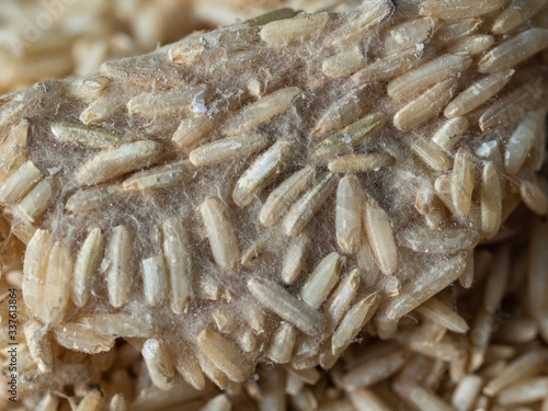 Tablou pe pânză Whole grains of uncooked Thai Jasmine Rice  with black and white molds growing o