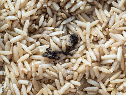 Whole grains of uncooked Thai Jasmine Rice  with black and white molds growing on the surface causing food spoilage and fungal toxin contamination in rice production during storage photo