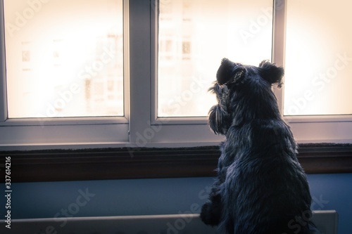 black dog looking out the window