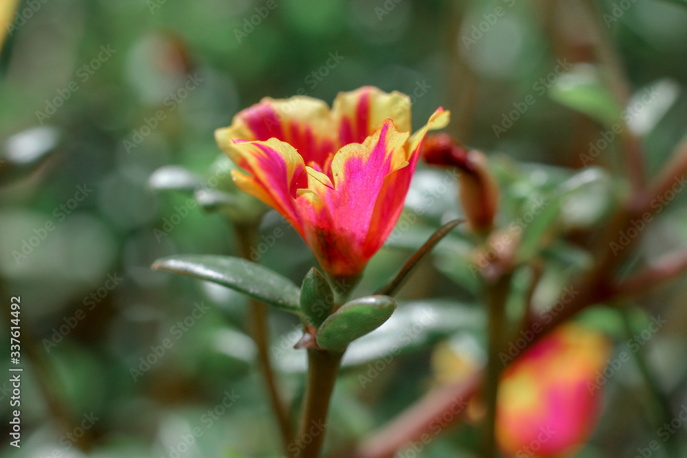 Flowers In Nature
