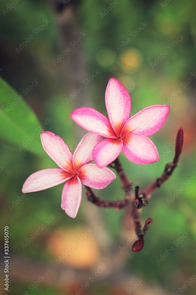 Fototapeta premium Close up Plumeria white and pink top view light abstract nature blur background. 