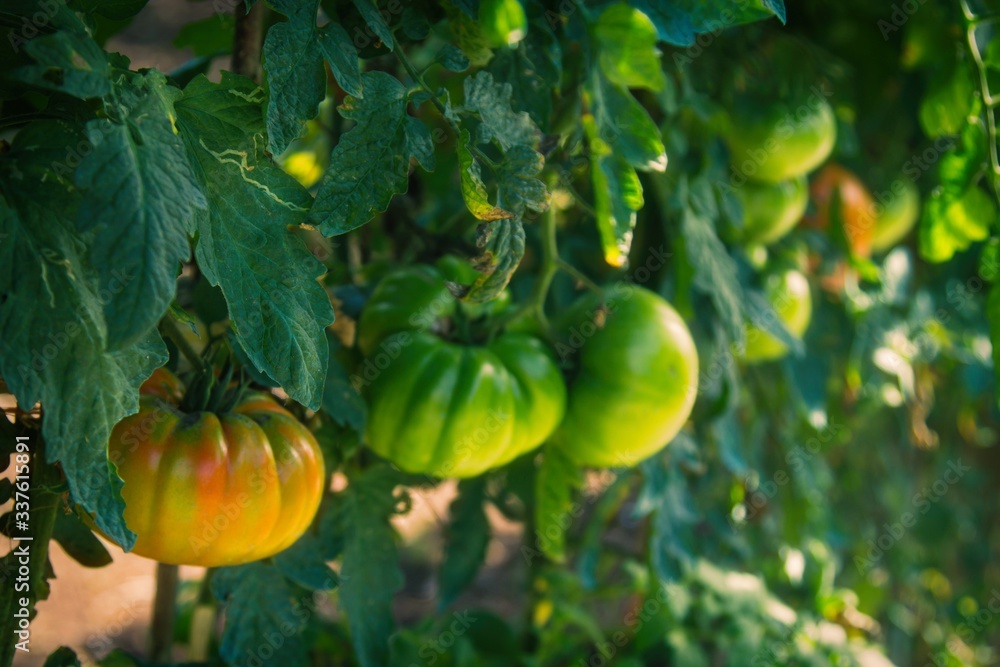 organic ripe tomatoes on the garden branch organic ripe tomatoes on the garden branch