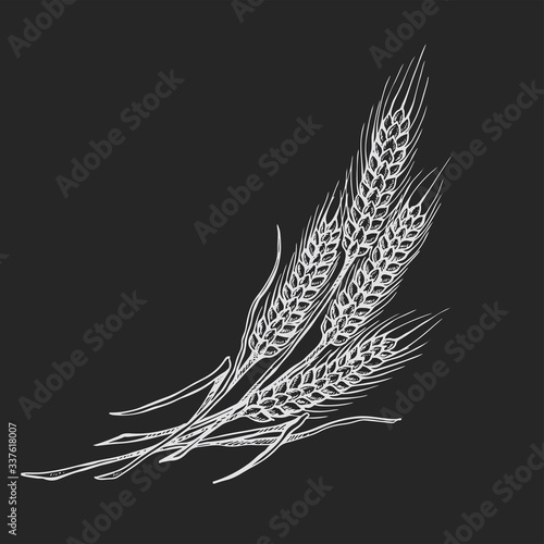 wheat drawing, illustration in black and white on isolated a black background,