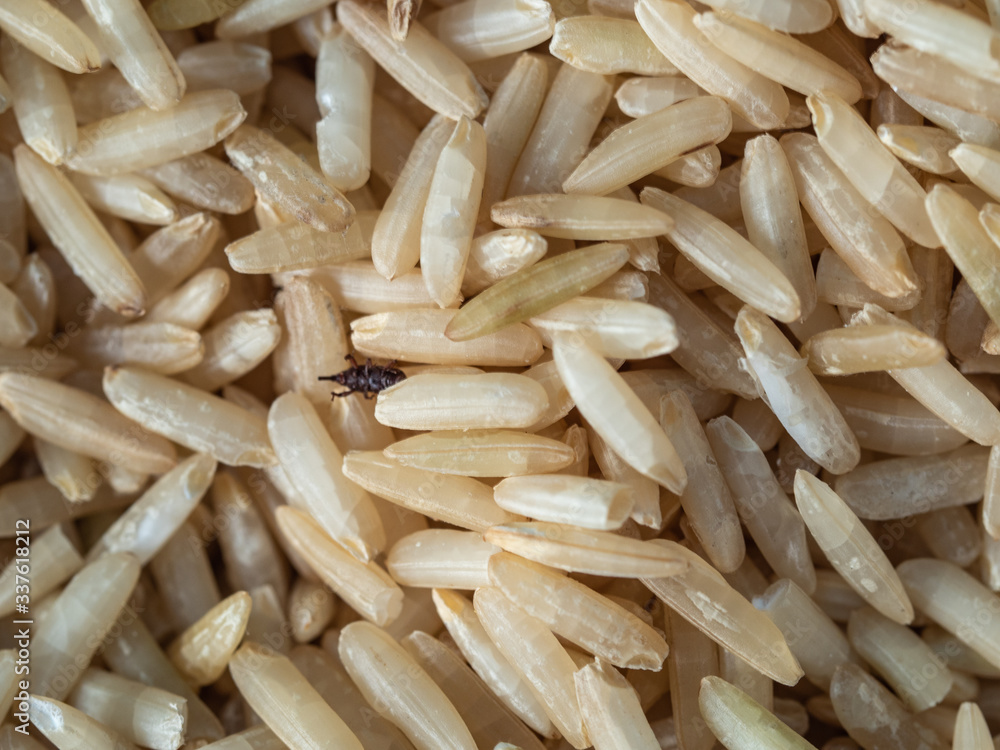 Brown Jasmine Rice grains closeup Brown Jasmine Rice grains closeup