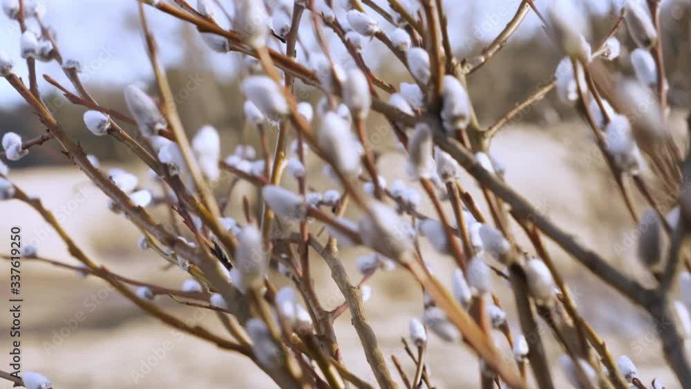White small flowers on the willow tree in a spring White small flowers on the willow tree in a spring