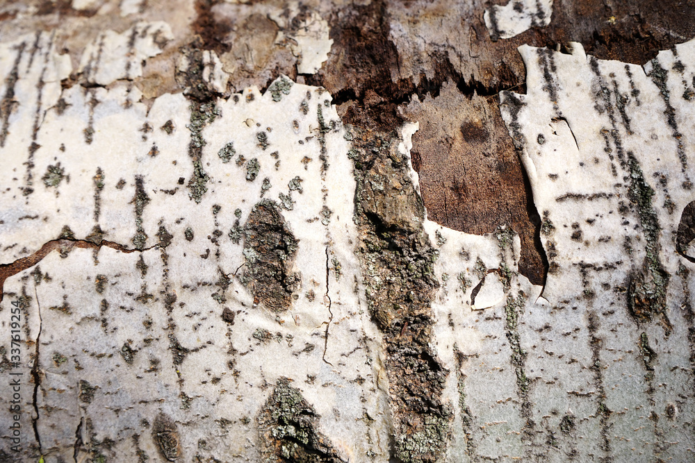 Light bark of a tree. Poplar bark
Light bark of a tree. Poplar bark