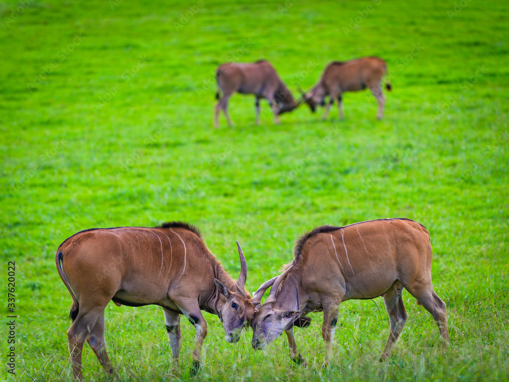 Antelopes in in the Cabarceno nature park. Cantabria. Northern coast of Spain Antelopes in in the Cabarceno nature park. Cantabria. Northern coast of Spain